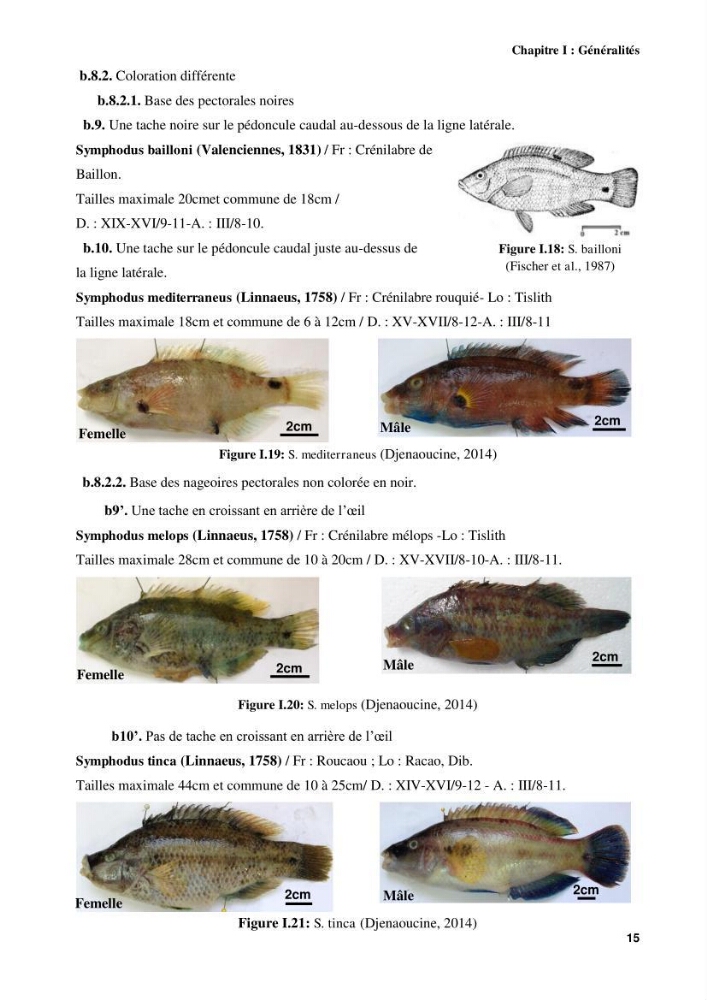 Contribution à l\'identification des pièces crâniènes et à l\'élaboration d\'une base de données ostéologiques.: cas des labridae, dans le bassin algerien