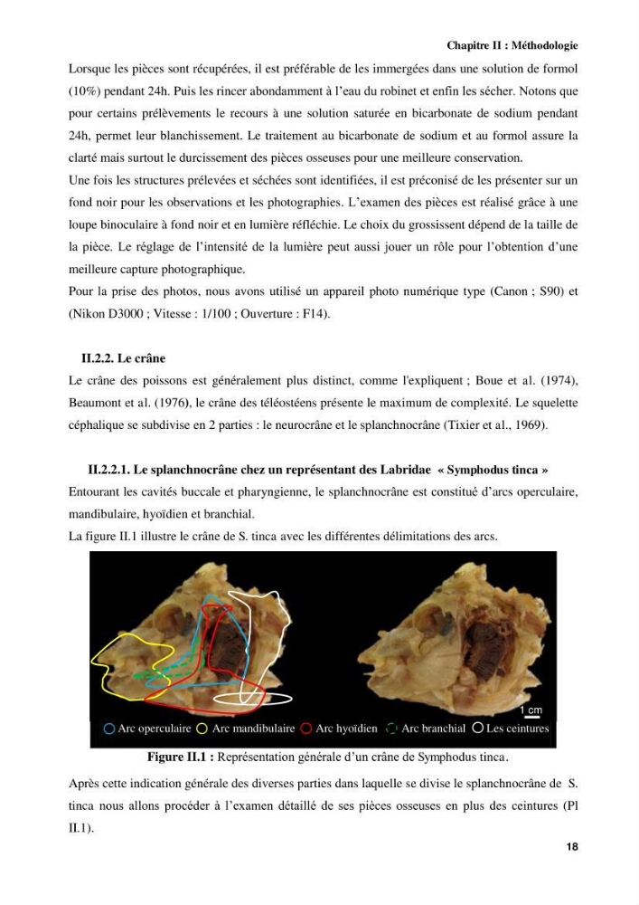 Contribution à l\'identification des pièces crâniènes et à l\'élaboration d\'une base de données ostéologiques.: cas des labridae, dans le bassin algerien