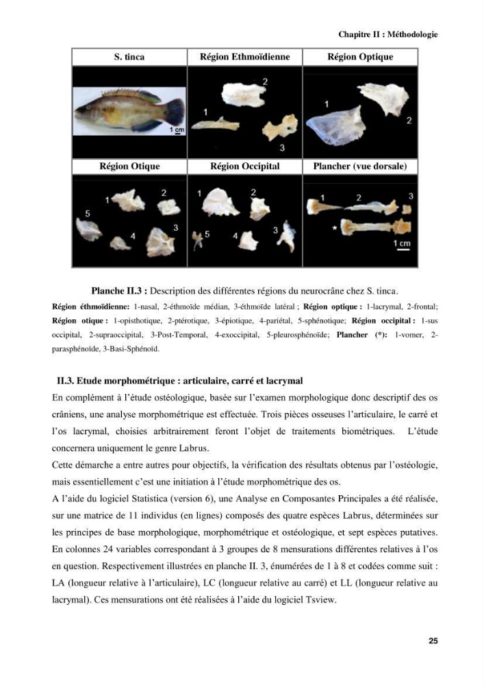 Contribution à l\'identification des pièces crâniènes et à l\'élaboration d\'une base de données ostéologiques.: cas des labridae, dans le bassin algerien