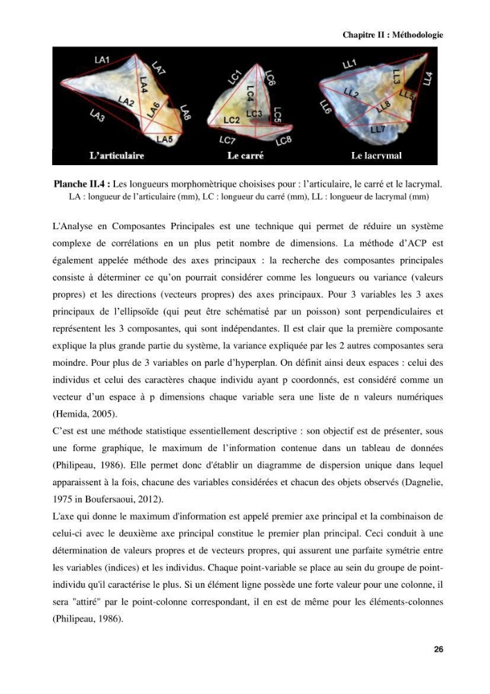 Contribution à l\'identification des pièces crâniènes et à l\'élaboration d\'une base de données ostéologiques.: cas des labridae, dans le bassin algerien