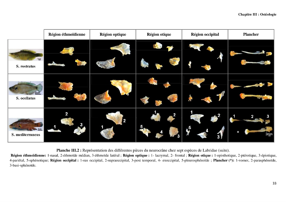 Contribution à l\'identification des pièces crâniènes et à l\'élaboration d\'une base de données ostéologiques.: cas des labridae, dans le bassin algerien