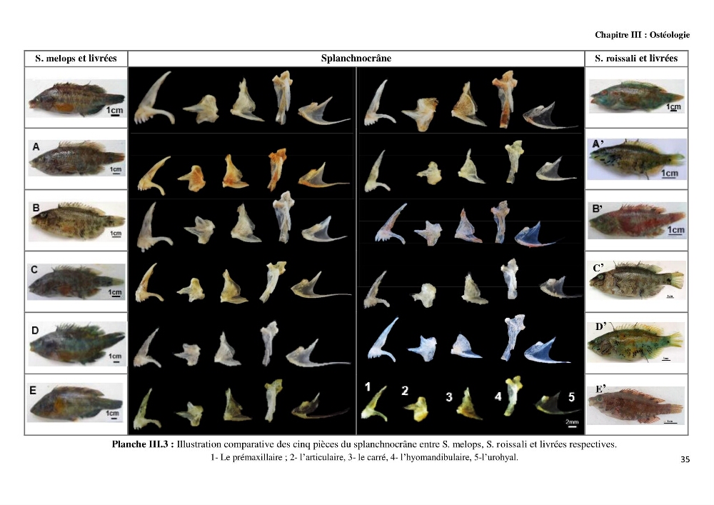 Contribution à l\'identification des pièces crâniènes et à l\'élaboration d\'une base de données ostéologiques.: cas des labridae, dans le bassin algerien