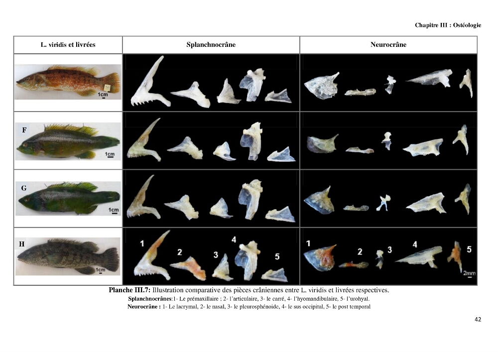 Contribution à l\'identification des pièces crâniènes et à l\'élaboration d\'une base de données ostéologiques.: cas des labridae, dans le bassin algerien