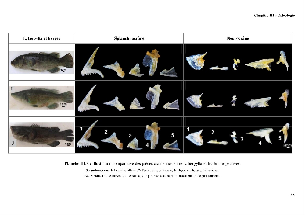 Contribution à l\'identification des pièces crâniènes et à l\'élaboration d\'une base de données ostéologiques.: cas des labridae, dans le bassin algerien