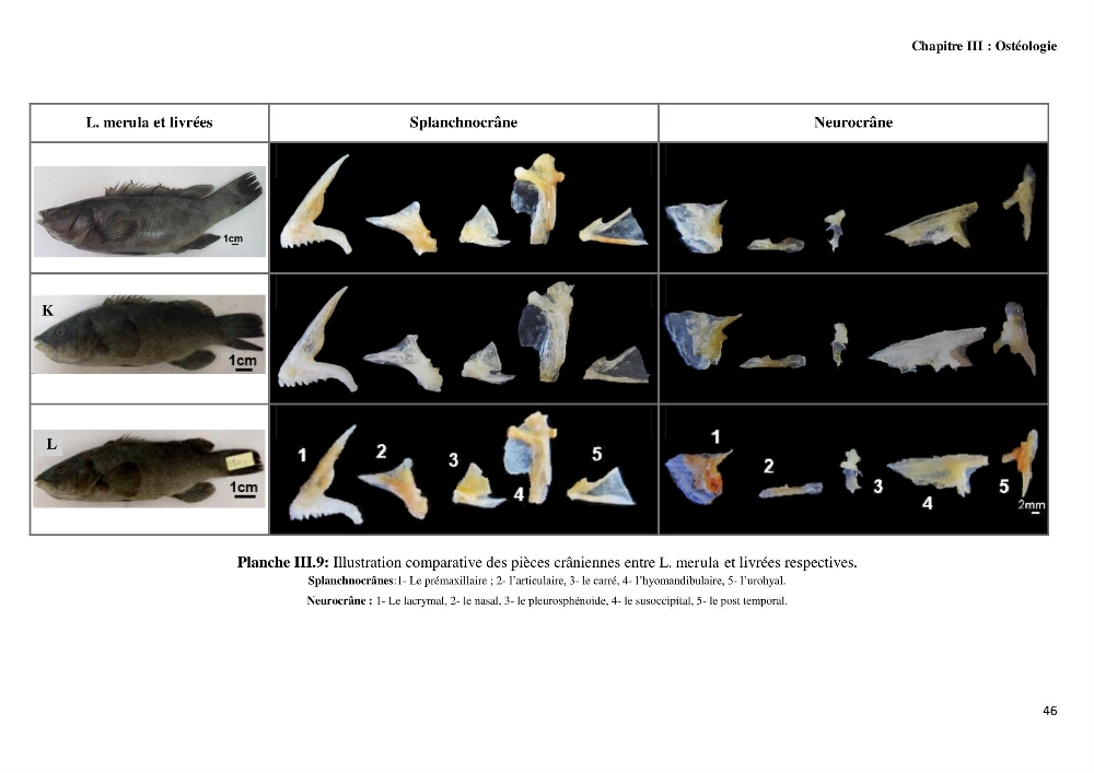 Contribution à l\'identification des pièces crâniènes et à l\'élaboration d\'une base de données ostéologiques.: cas des labridae, dans le bassin algerien