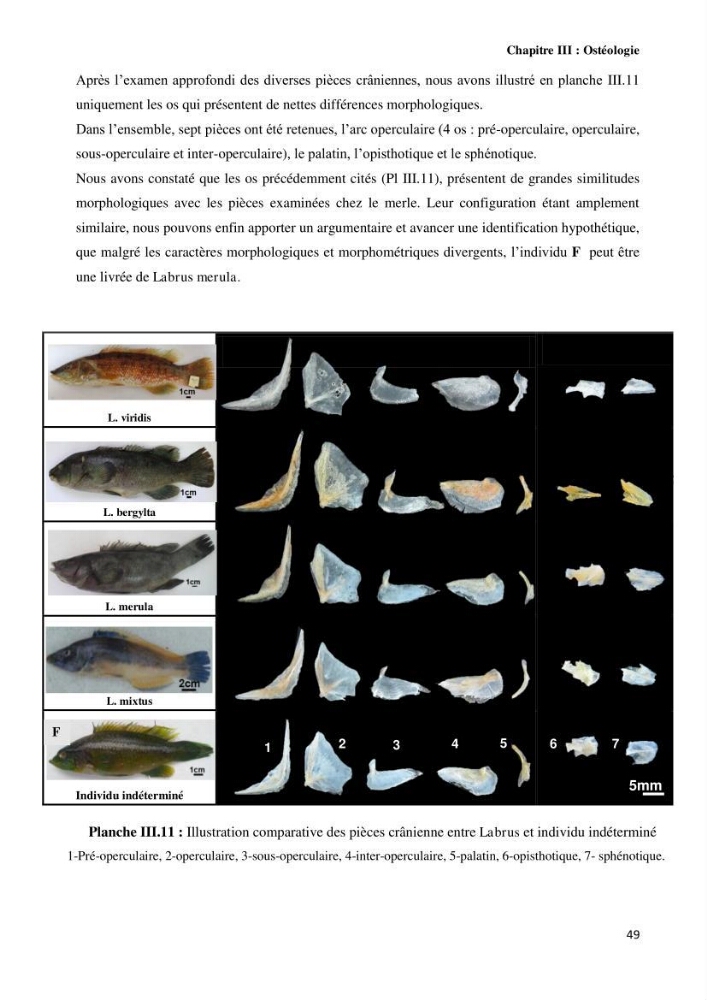 Contribution à l\'identification des pièces crâniènes et à l\'élaboration d\'une base de données ostéologiques.: cas des labridae, dans le bassin algerien