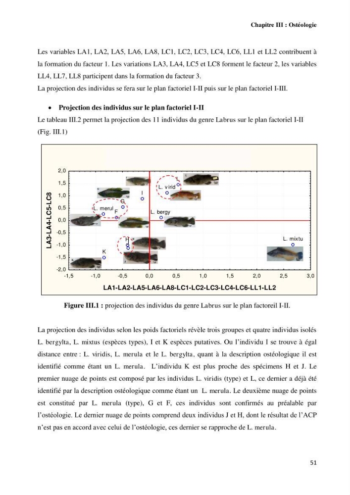 Contribution à l\'identification des pièces crâniènes et à l\'élaboration d\'une base de données ostéologiques.: cas des labridae, dans le bassin algerien