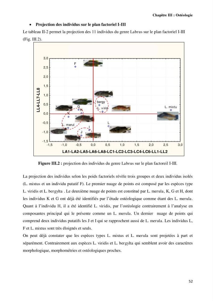 Contribution à l\'identification des pièces crâniènes et à l\'élaboration d\'une base de données ostéologiques.: cas des labridae, dans le bassin algerien