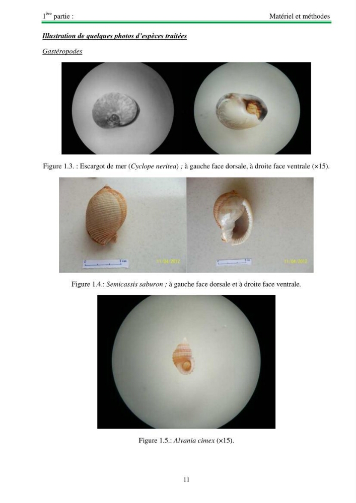 Protocole de mise en place d\'une base de données sur la biodiversité des mollusques marins de la côte algerienne