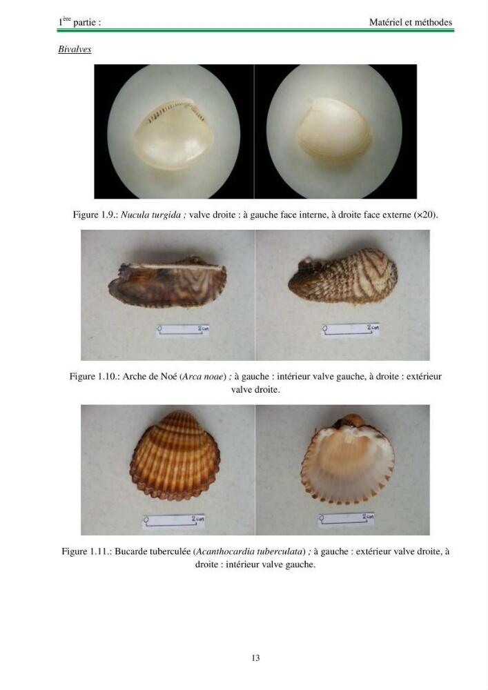 Protocole de mise en place d\'une base de données sur la biodiversité des mollusques marins de la côte algerienne