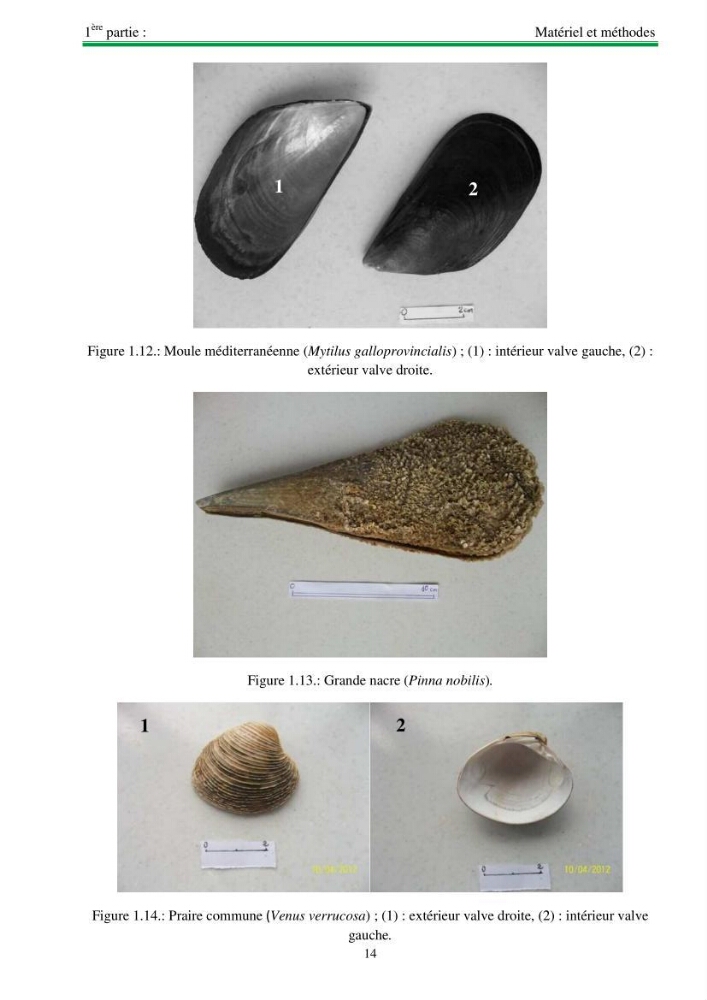 Protocole de mise en place d\'une base de données sur la biodiversité des mollusques marins de la côte algerienne