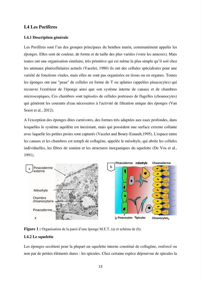 Elaboration d’un inventaire-référentiel national des Porifères de la côte algérienne:
