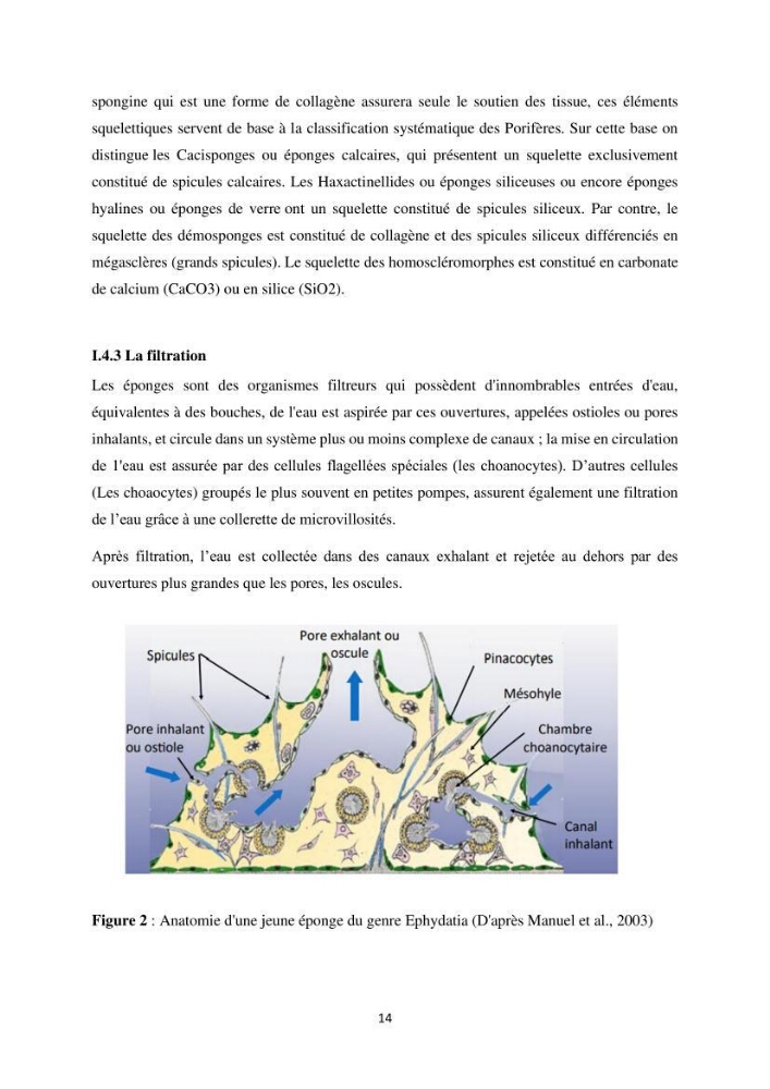 Elaboration d’un inventaire-référentiel national des Porifères de la côte algérienne: