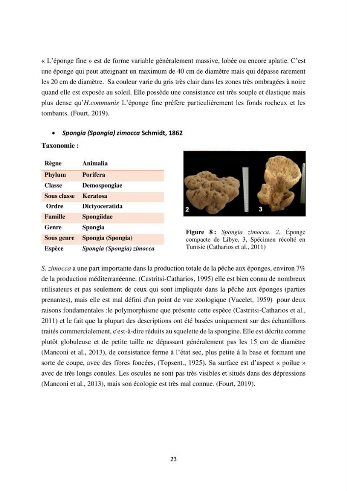 Elaboration d’un inventaire-référentiel national des Porifères de la côte algérienne: