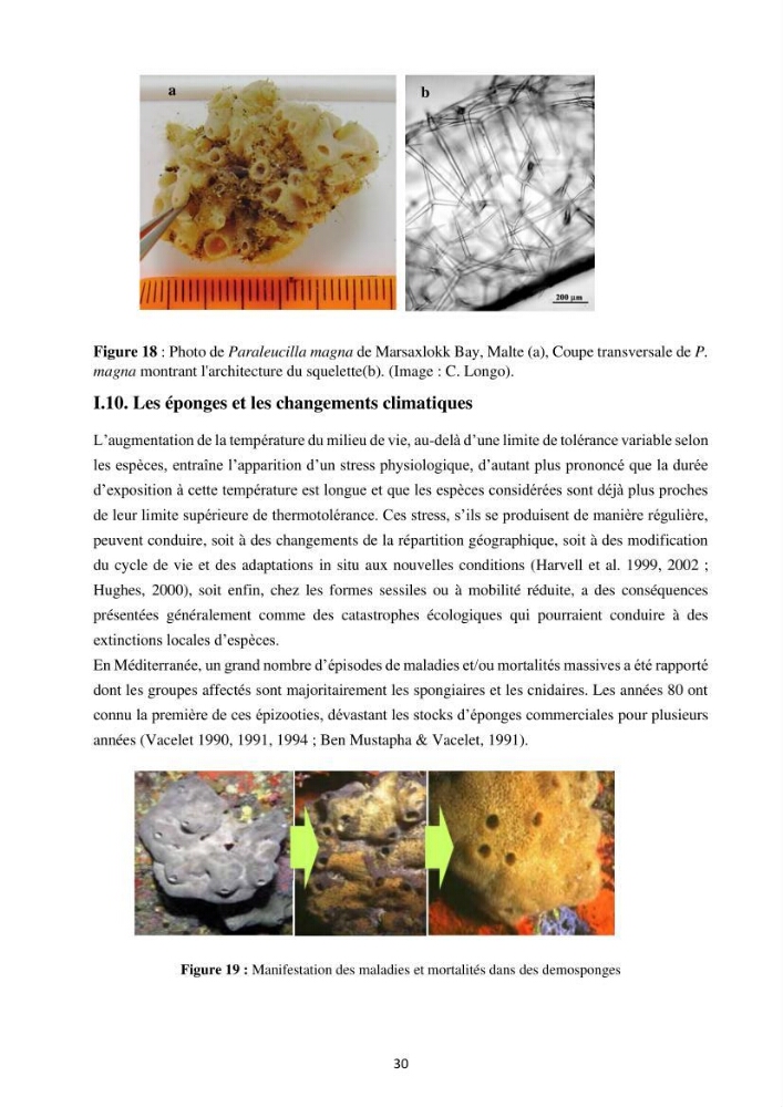Elaboration d’un inventaire-référentiel national des Porifères de la côte algérienne: