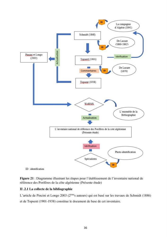 Elaboration d’un inventaire-référentiel national des Porifères de la côte algérienne: