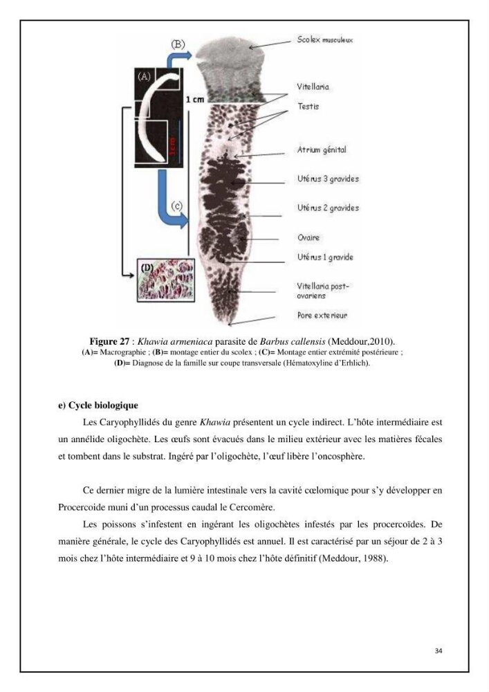 Inventaire de la parasitofaune des poissons dulcicoles d\'Algérie