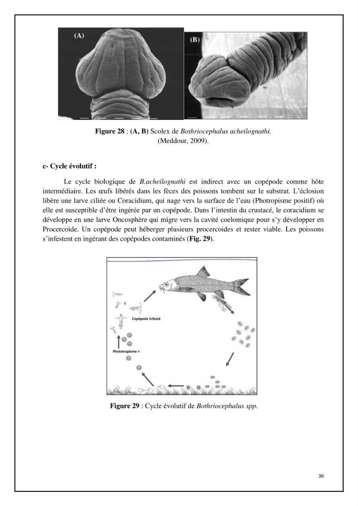 Inventaire de la parasitofaune des poissons dulcicoles d\'Algérie