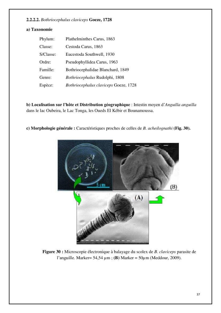 Inventaire de la parasitofaune des poissons dulcicoles d\'Algérie