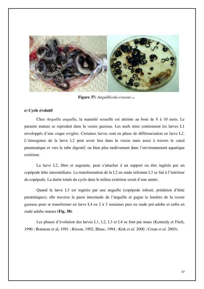 Inventaire de la parasitofaune des poissons dulcicoles d\'Algérie