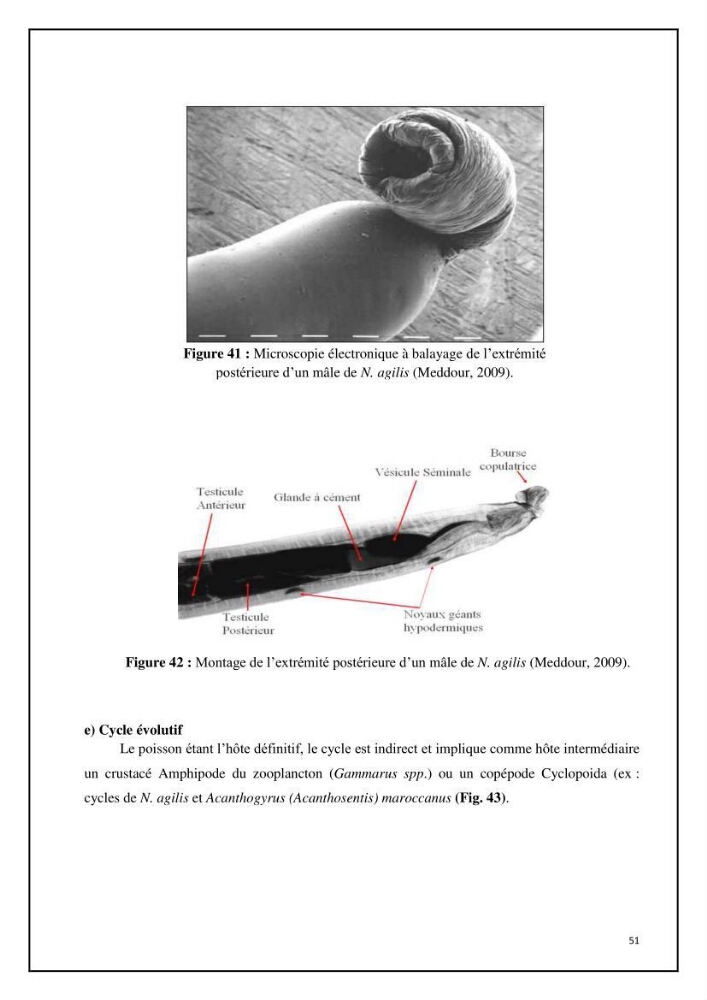 Inventaire de la parasitofaune des poissons dulcicoles d\'Algérie