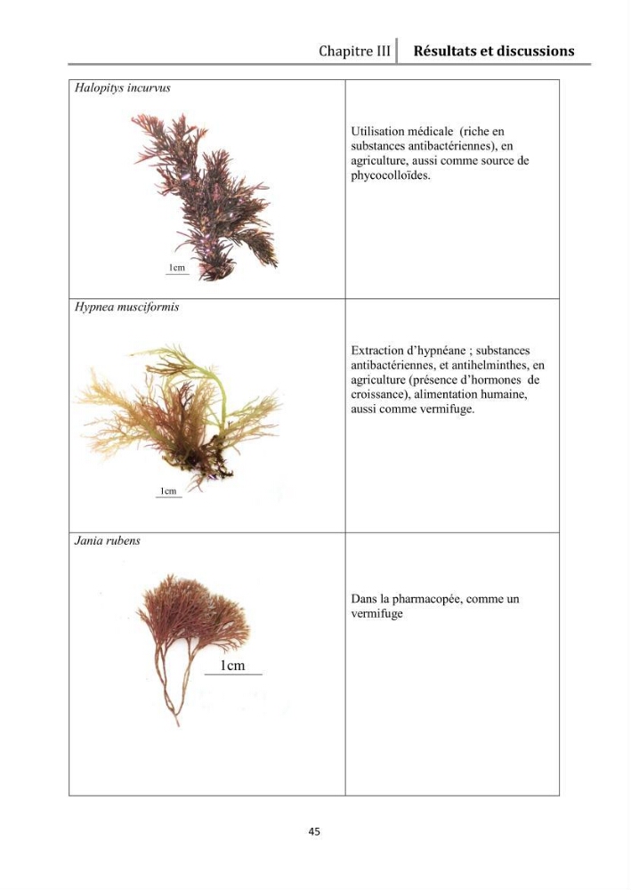 Recherche des espèces algales à intérêt aquacole dans la région de Tipaza: utilisation et valorisation