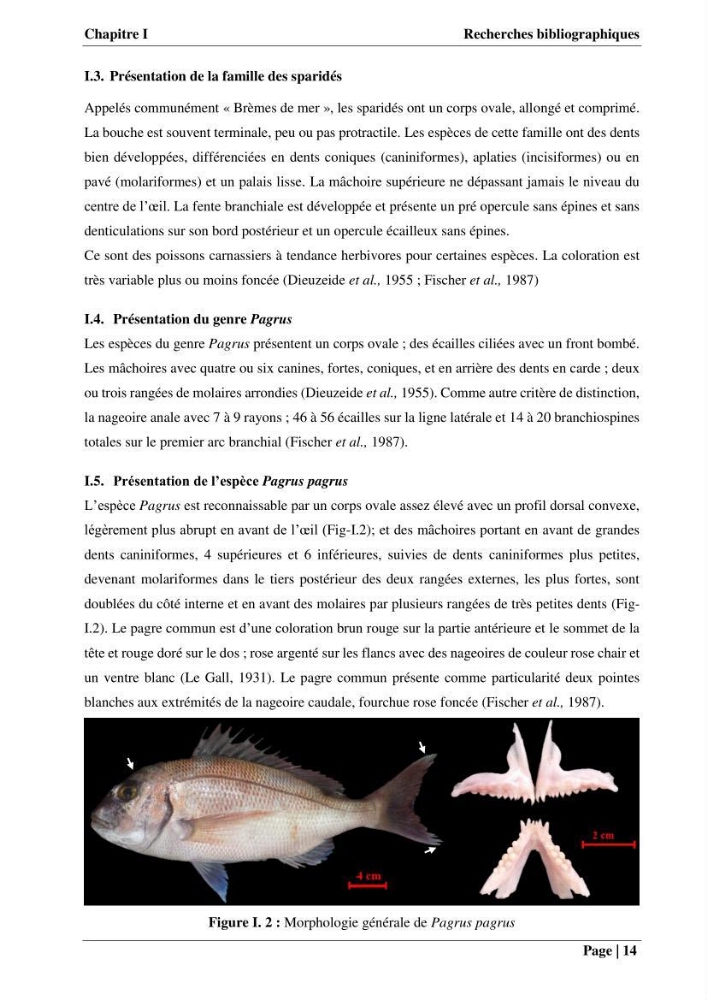 Contribution à la connaissance du pagre commun Pagrus pagrus (Linnaeus, 1758) de la région centre algérienne: Régime alimentaire, dynamique de la population et évalution du stock