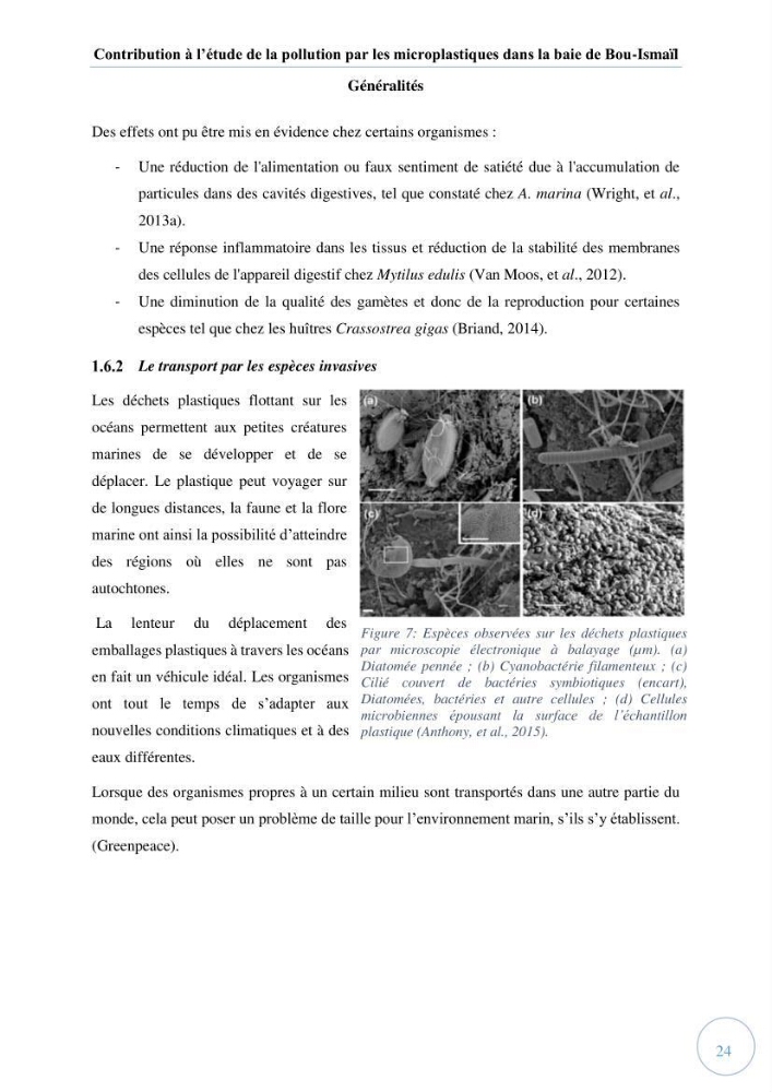 Contribution à l\'étude de la pollution par les micro-plastiques dans la baie de Bou-Ismail
