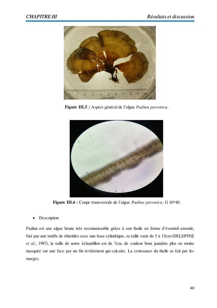 Contribution à l’élaboration d’un complément alimentaire algale destiné à l’amélioration de la pigmentation des poissons d’élevage :