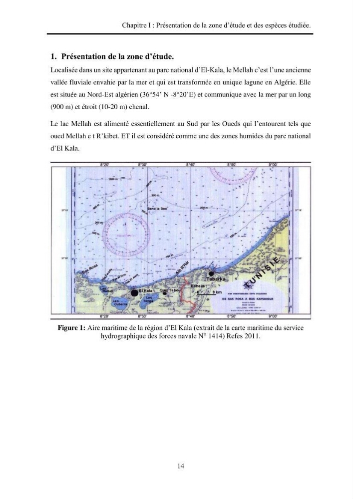 Organisation des populations de Cerastoderma glaucum, Ruditapes decussatus, espèces d’intérêt aquacole dans les élevages extensifs au niveau du lac Mellah (EL Kala).