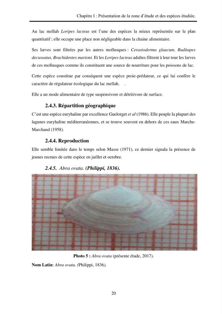 Organisation des populations de Cerastoderma glaucum, Ruditapes decussatus, espèces d’intérêt aquacole dans les élevages extensifs au niveau du lac Mellah (EL Kala).