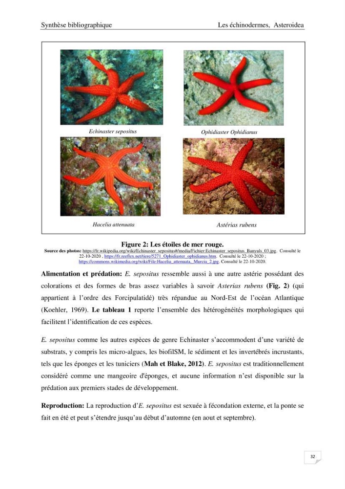 Optimisation des conditions d’extraction par micro-ondes et ultrasons des saponines et des caroténoïdes de deux Échinodermes Astéroidea de la marge algérienne (Echinaster sepositus et Ophidiaster ophidianus) et étude de leurs activités biologiques