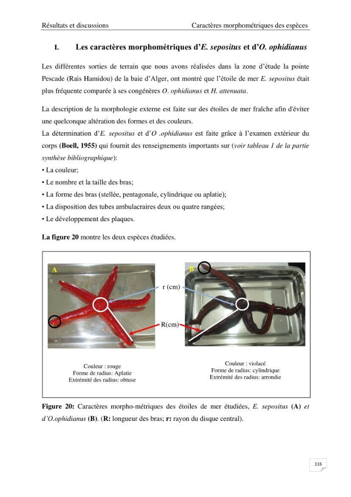 Optimisation des conditions d’extraction par micro-ondes et ultrasons des saponines et des caroténoïdes de deux Échinodermes Astéroidea de la marge algérienne (Echinaster sepositus et Ophidiaster ophidianus) et étude de leurs activités biologiques