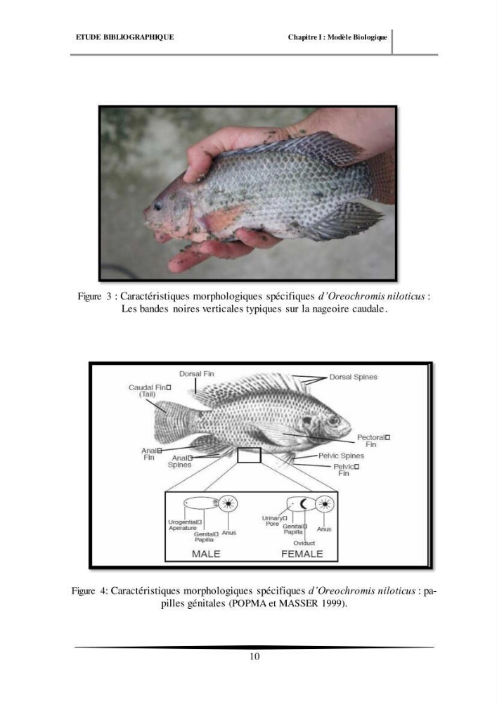 Essais d’élevage de Tilapia Nilotica en système biofloc : Effet sur la croissance, la reproduction et les paramètres du milieu