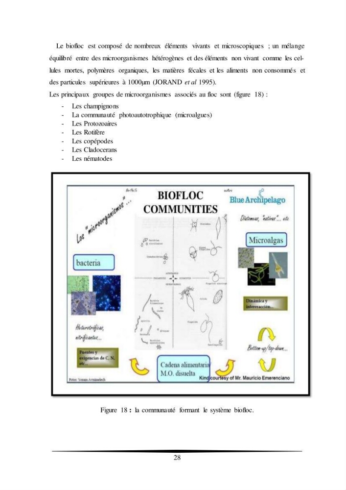 Essais d’élevage de Tilapia Nilotica en système biofloc : Effet sur la croissance, la reproduction et les paramètres du milieu