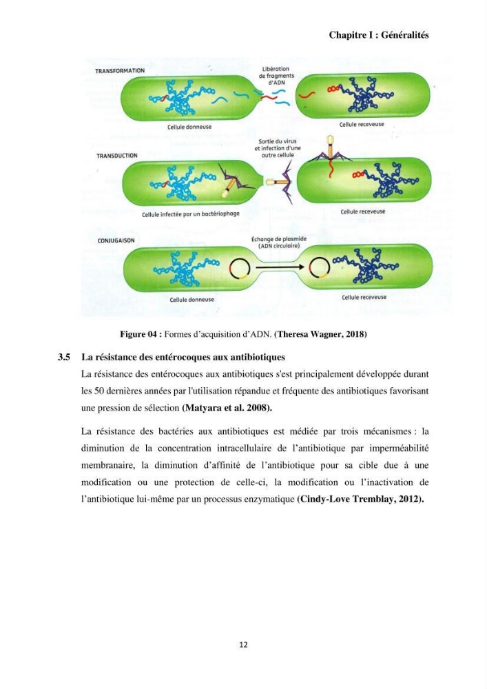 Caractérisation et évaluation de la virulence et de la résistance aux antibiotiques chez les entérocoques isolés dans le milieu marin