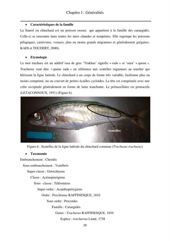 Contribution à la valorisation du Chinchard commun Trachurus trachurus ( L innée, 1758) et évaluation de la qualité organoleptique,hygiénique et nutritionnelle: