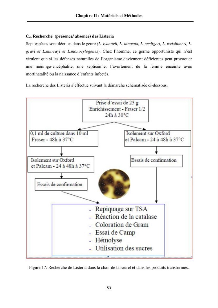 Contribution à la valorisation du Chinchard commun Trachurus trachurus ( L innée, 1758) et évaluation de la qualité organoleptique,hygiénique et nutritionnelle: