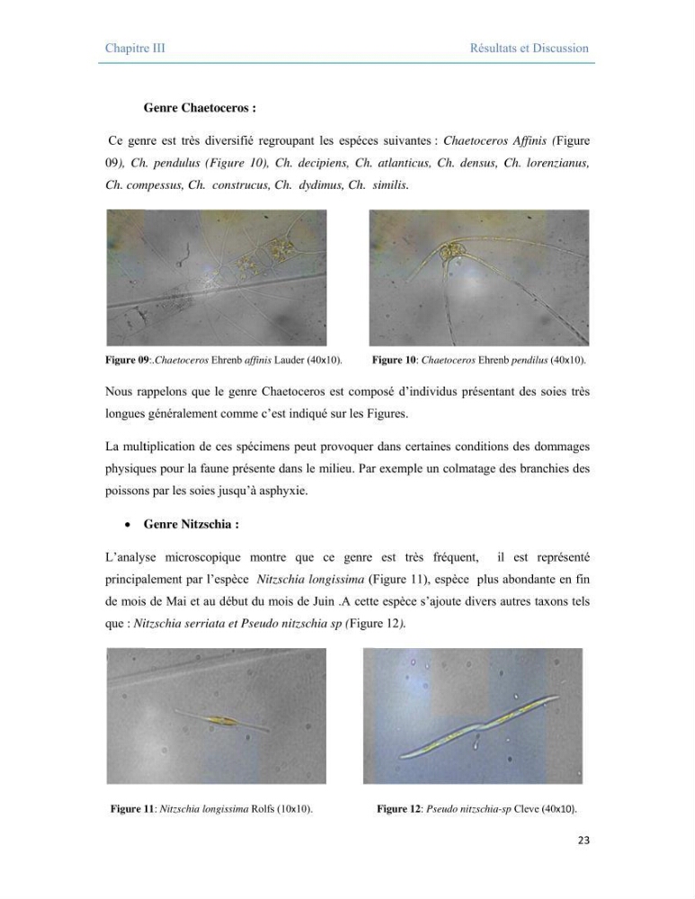 Contribution à l\'étude qualitative, quantitative et structurelle des populations de phytoplancton de la baie de Bou-Ismail cas du site \"le vivier\"