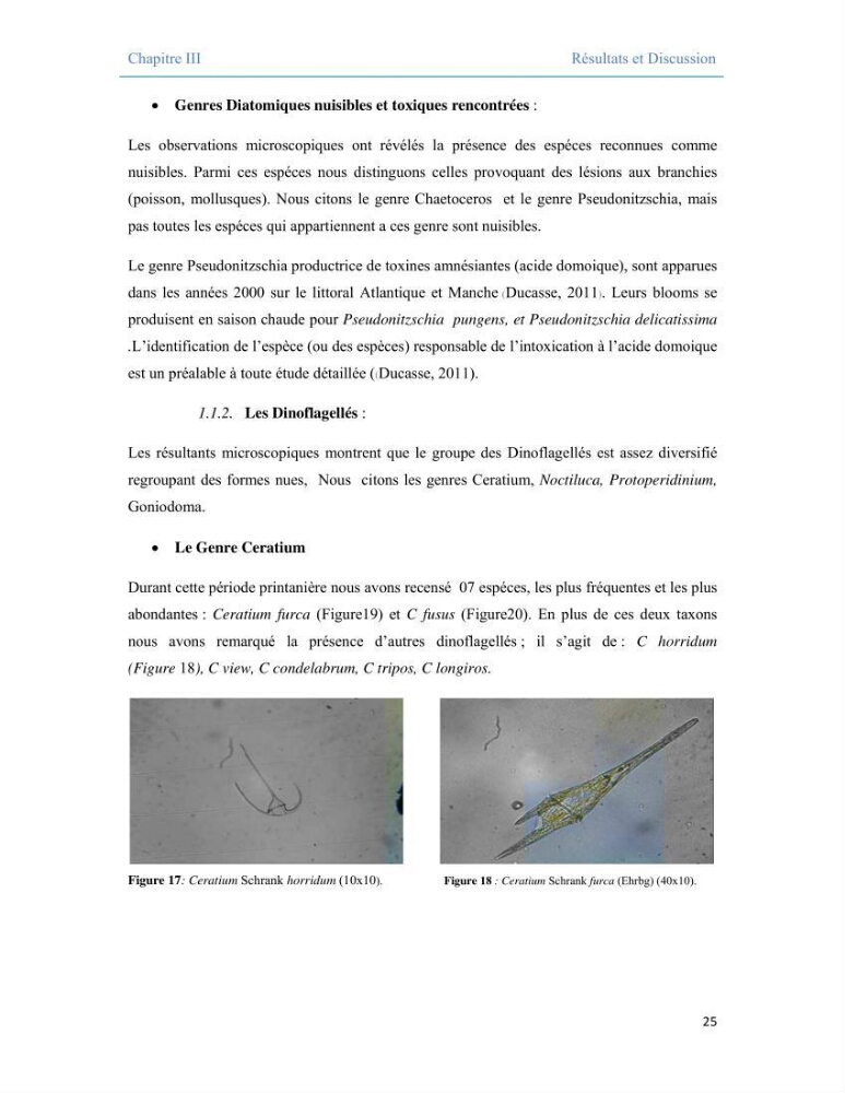 Contribution à l\'étude qualitative, quantitative et structurelle des populations de phytoplancton de la baie de Bou-Ismail cas du site \"le vivier\"