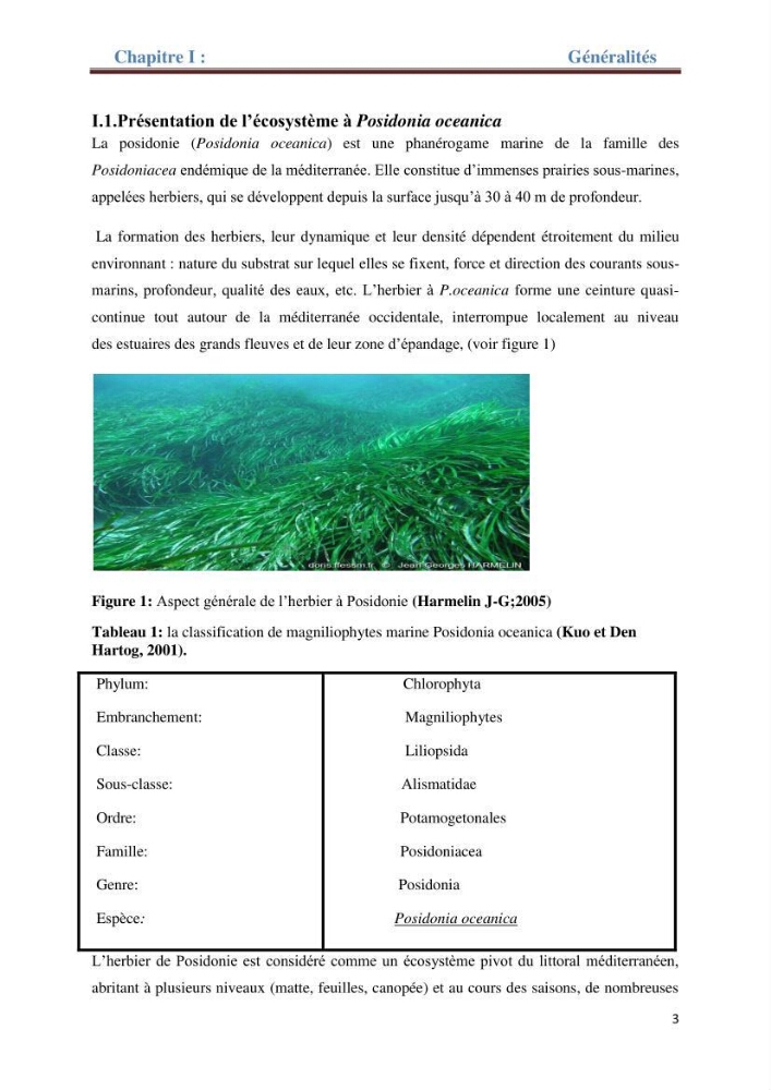 Contribution a l’étude de l’évolution de l’herbier à Posidonie (Posidonia oceanica) sous l’effet de la pression anthropique dans la baie de Bou-Ismail à Alger