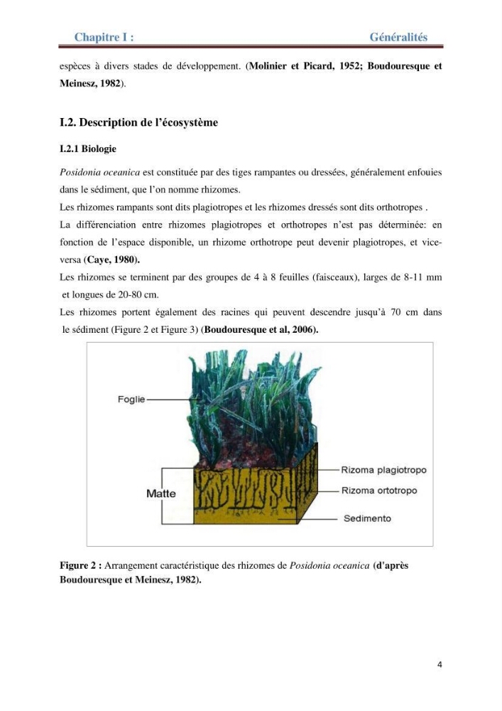 Contribution a l’étude de l’évolution de l’herbier à Posidonie (Posidonia oceanica) sous l’effet de la pression anthropique dans la baie de Bou-Ismail à Alger