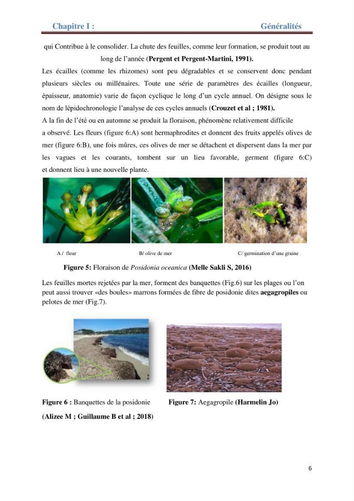 Contribution a l’étude de l’évolution de l’herbier à Posidonie (Posidonia oceanica) sous l’effet de la pression anthropique dans la baie de Bou-Ismail à Alger