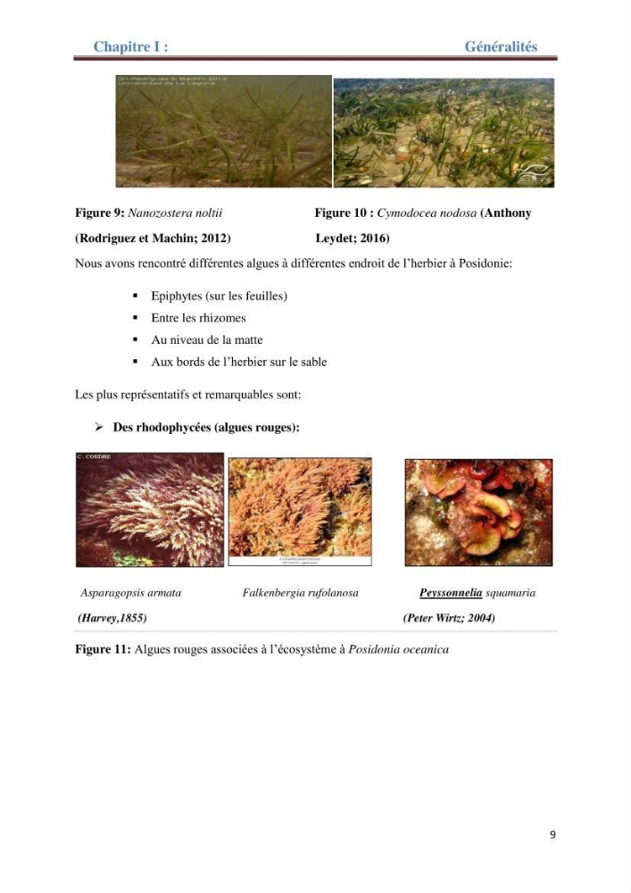 Contribution a l’étude de l’évolution de l’herbier à Posidonie (Posidonia oceanica) sous l’effet de la pression anthropique dans la baie de Bou-Ismail à Alger
