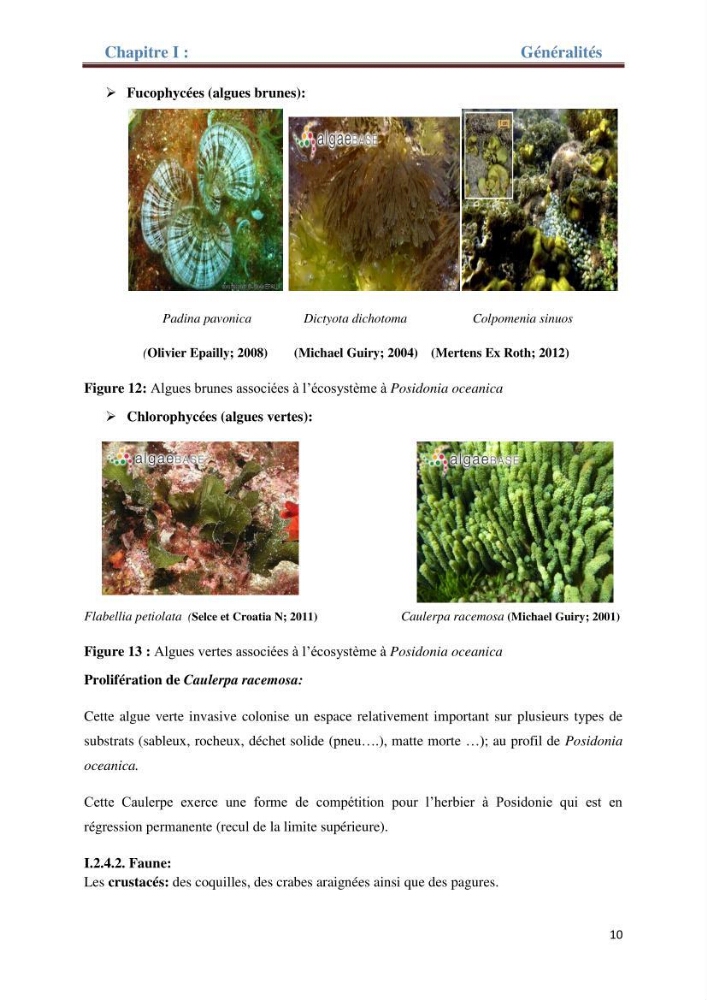 Contribution a l’étude de l’évolution de l’herbier à Posidonie (Posidonia oceanica) sous l’effet de la pression anthropique dans la baie de Bou-Ismail à Alger