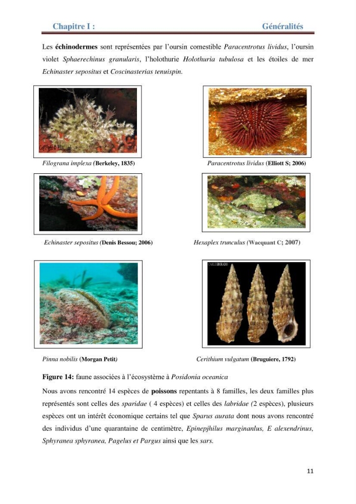 Contribution a l’étude de l’évolution de l’herbier à Posidonie (Posidonia oceanica) sous l’effet de la pression anthropique dans la baie de Bou-Ismail à Alger