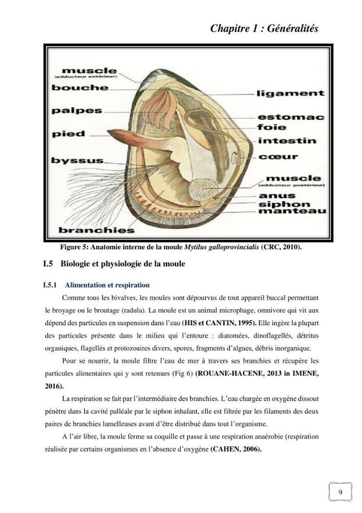 Etude des performances de croissance d\'un élevage myliticole mytilus galloprovincialis ( Lamarck,1819) Ain Taya (Alger)