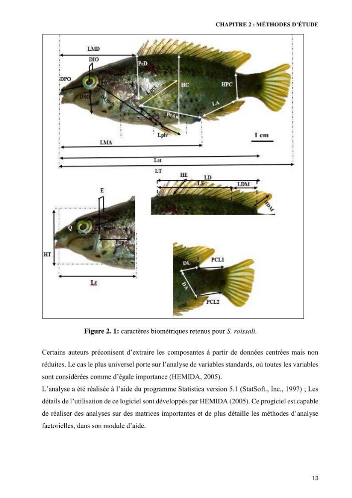 Contribution à l’étude de Symphodus roissali (Risso, 1810) des côtes centres du bassin algérien