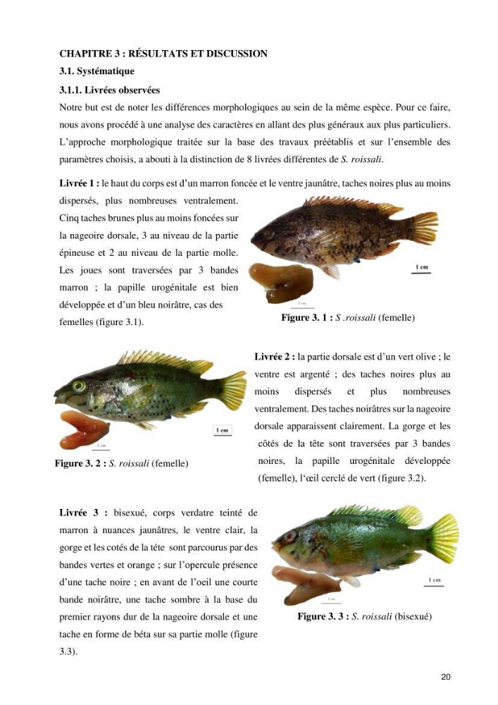 Contribution à l’étude de Symphodus roissali (Risso, 1810) des côtes centres du bassin algérien