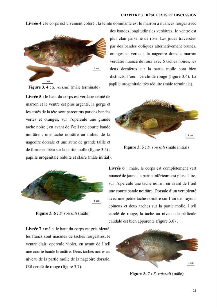 Contribution à l’étude de Symphodus roissali (Risso, 1810) des côtes centres du bassin algérien